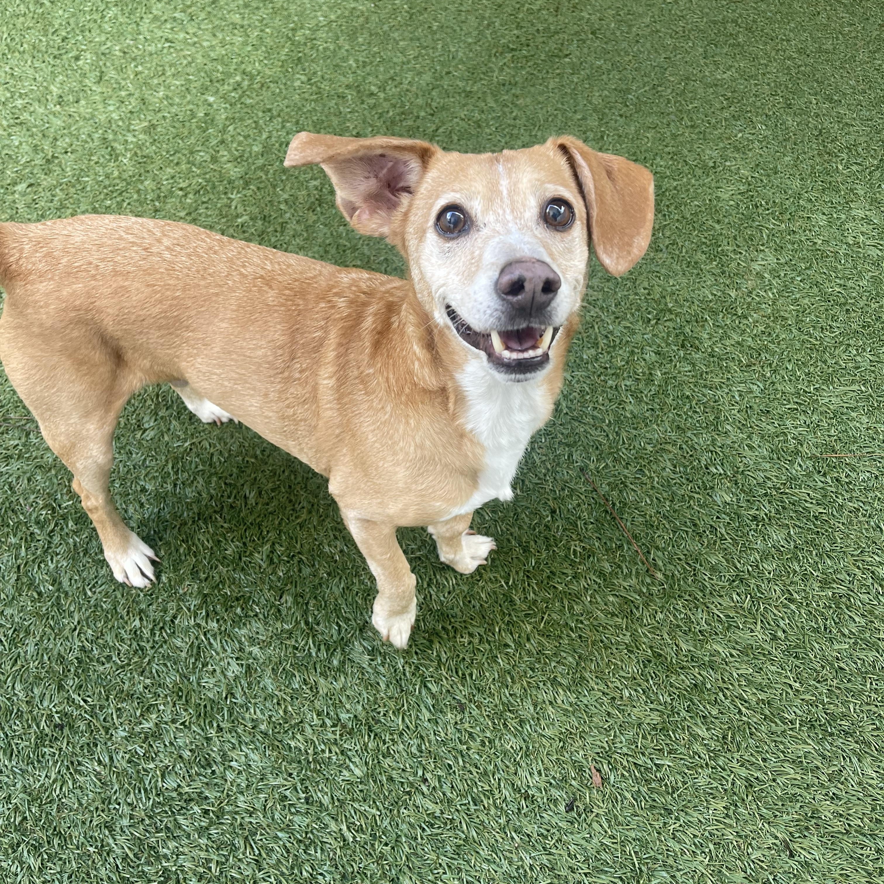 Buster, a Adoptable mixed breed in Baton Rouge, LA image 6/6