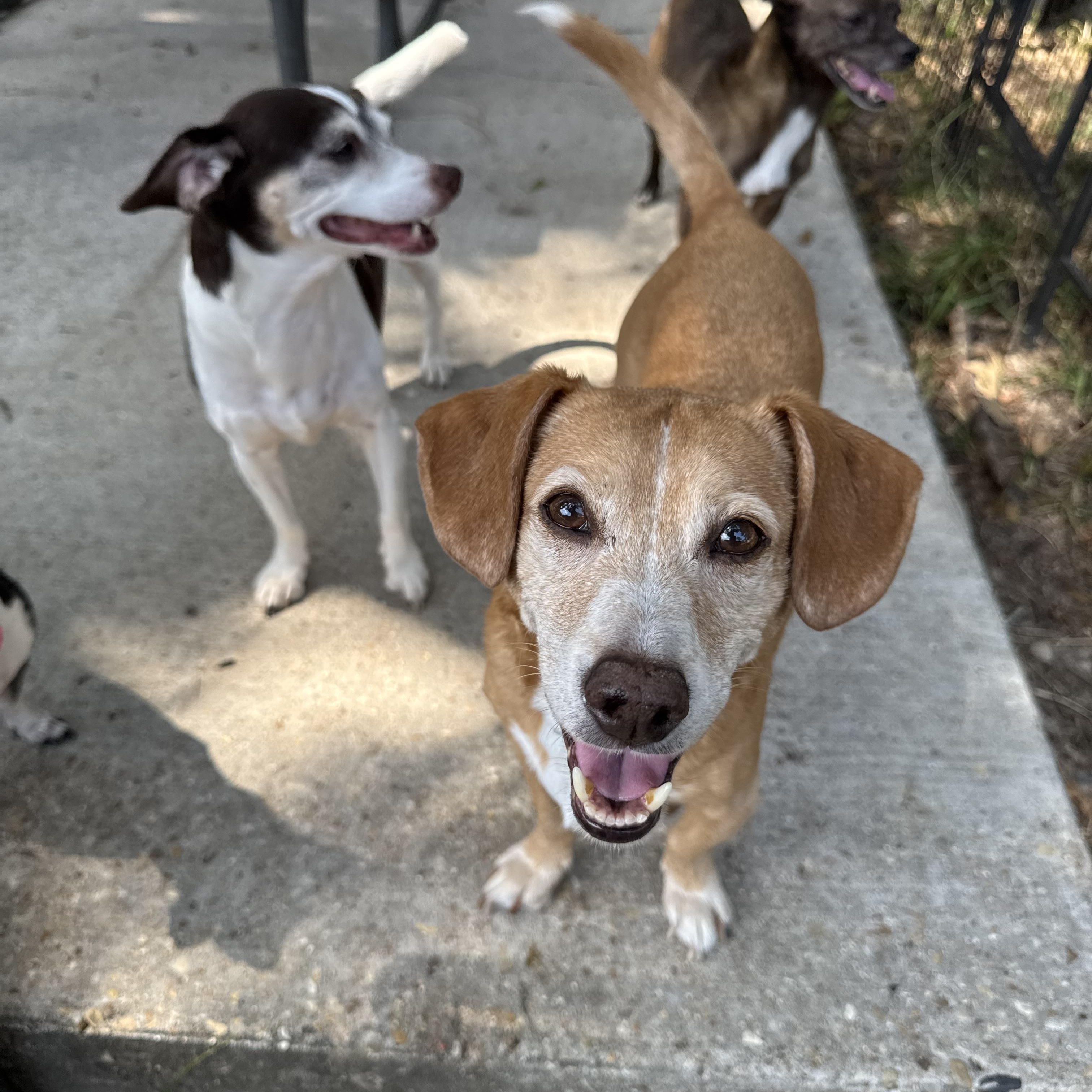 Buster, a Adoptable mixed breed in Baton Rouge, LA image 5/6