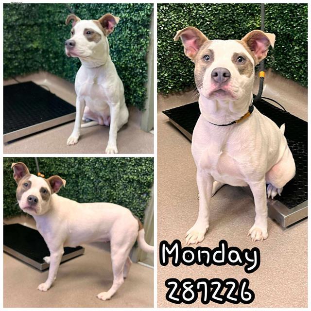 MONDAY, Adoptable, Young Female Mixed Breed.