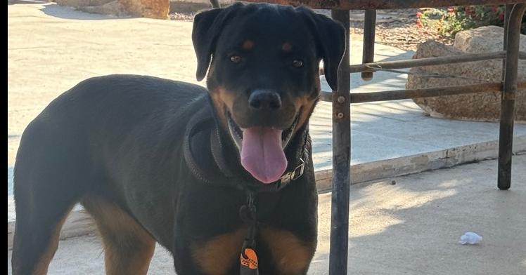 Enlarge Jasmine, a Adoptable Rottweiler in Gilbert, AZ image 1/6