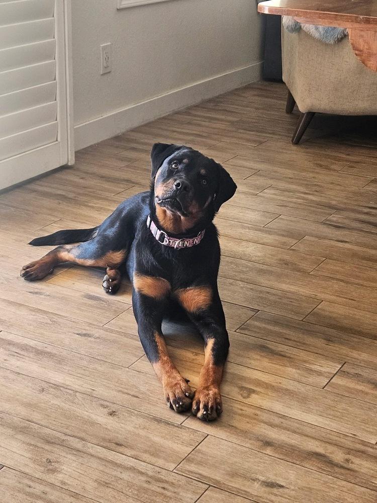Enlarge Jasmine, a Adoptable Rottweiler in Gilbert, AZ image 2/6