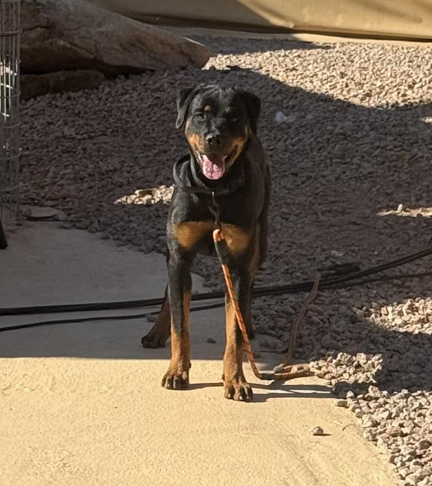 Enlarge Jasmine, a Adoptable Rottweiler in Gilbert, AZ image 5/6