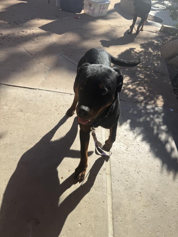 Enlarge Jasmine, a Adoptable Rottweiler in Gilbert, AZ image 6/6