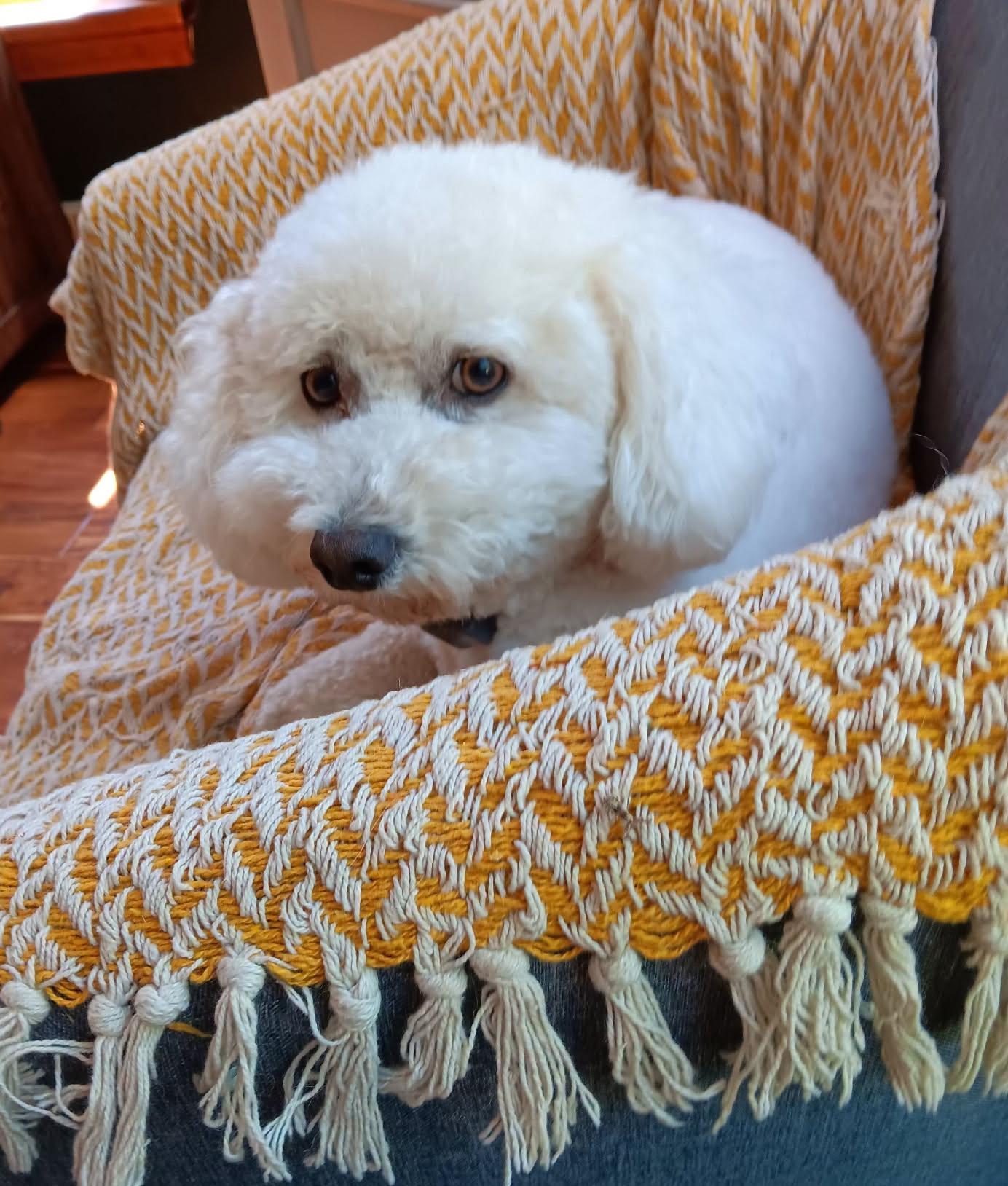 Franny, adopted, Adult Male Bichon Frise.