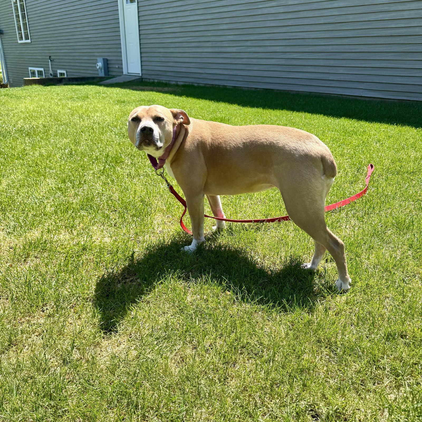 Hazel Lee, Adoptable, Adult Female Pit Bull Terrier.