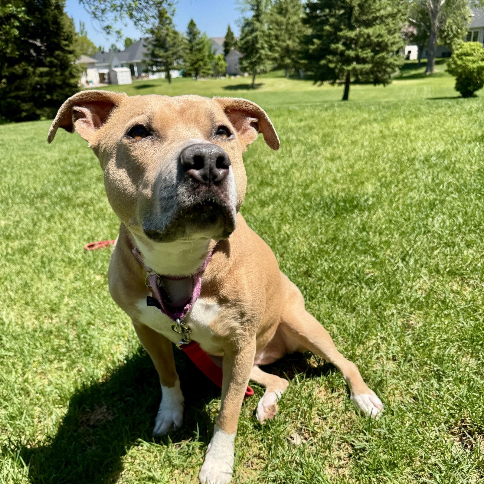 Hazel Lee, a Adoptable Pit Bull Terrier in Fargo, ND image 2/3