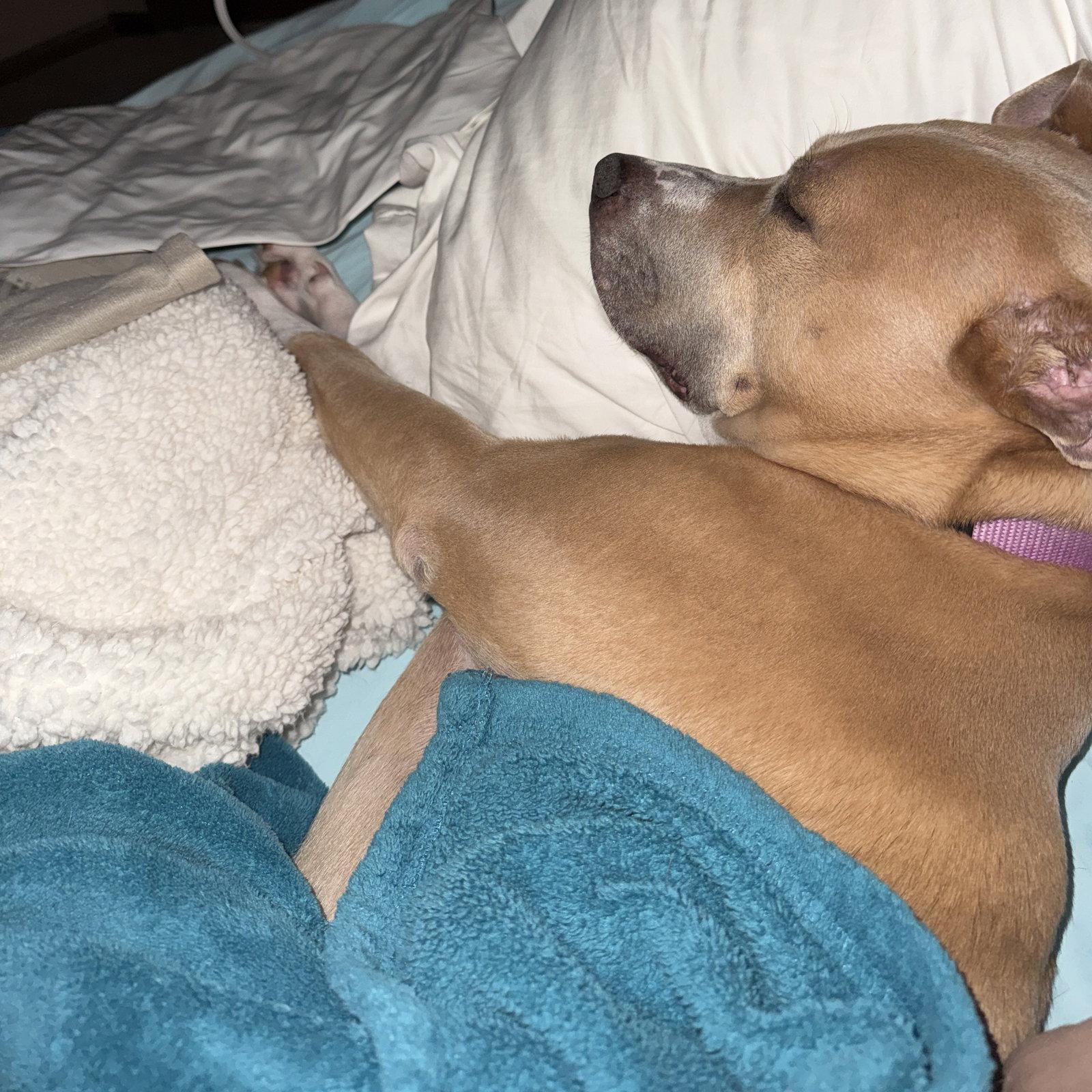 Hazel Lee, a Adoptable Pit Bull Terrier in Fargo, ND image 3/3