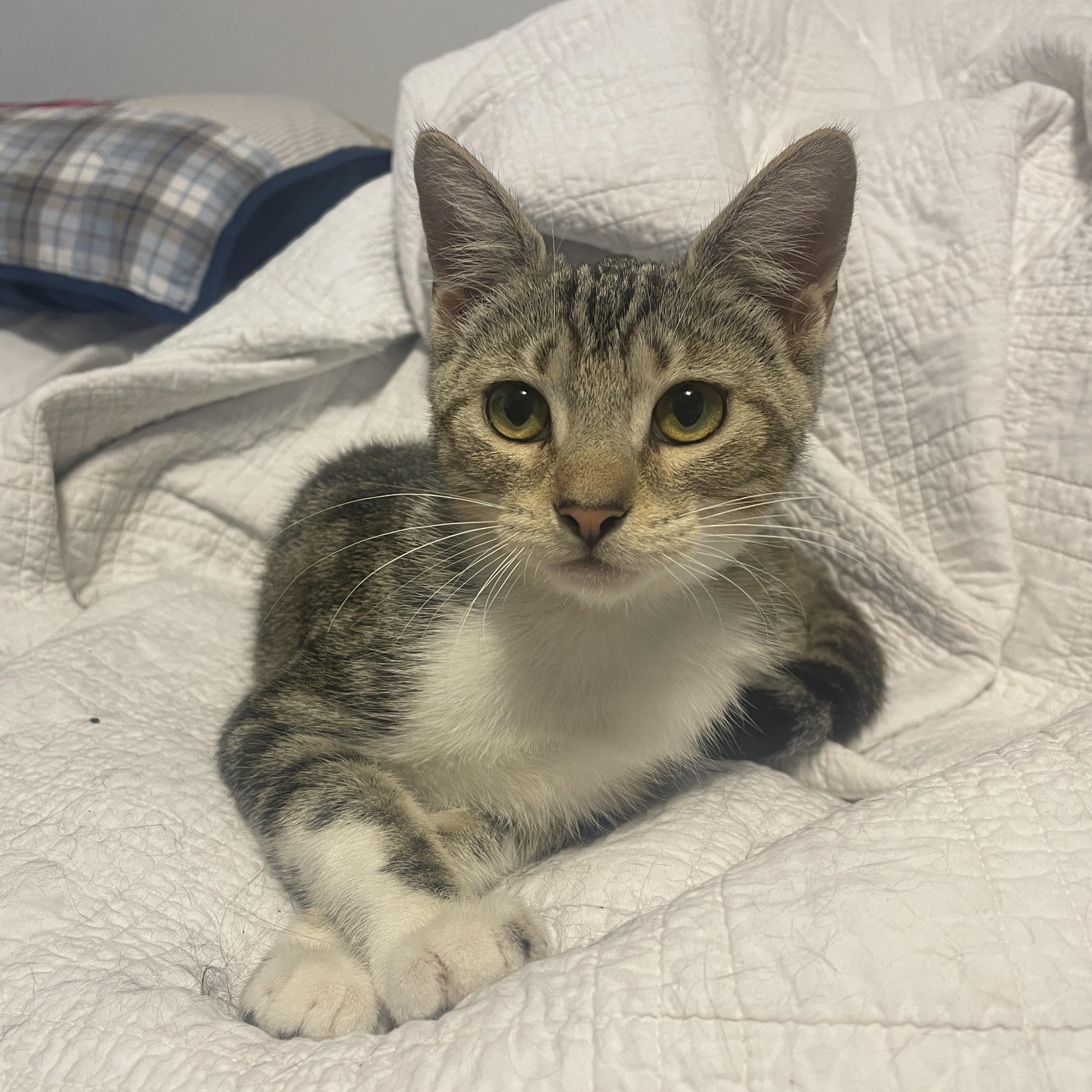 Enlarge Benni, a Adoptable mixed breed in Maitland, FL image 3/6