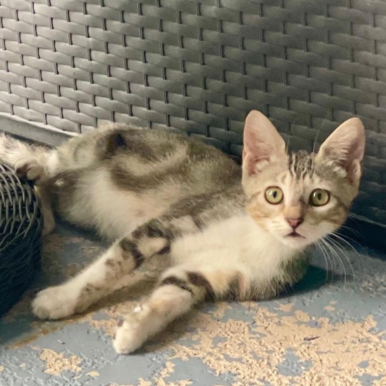 Enlarge Benni, a Adoptable mixed breed in Maitland, FL image 6/6