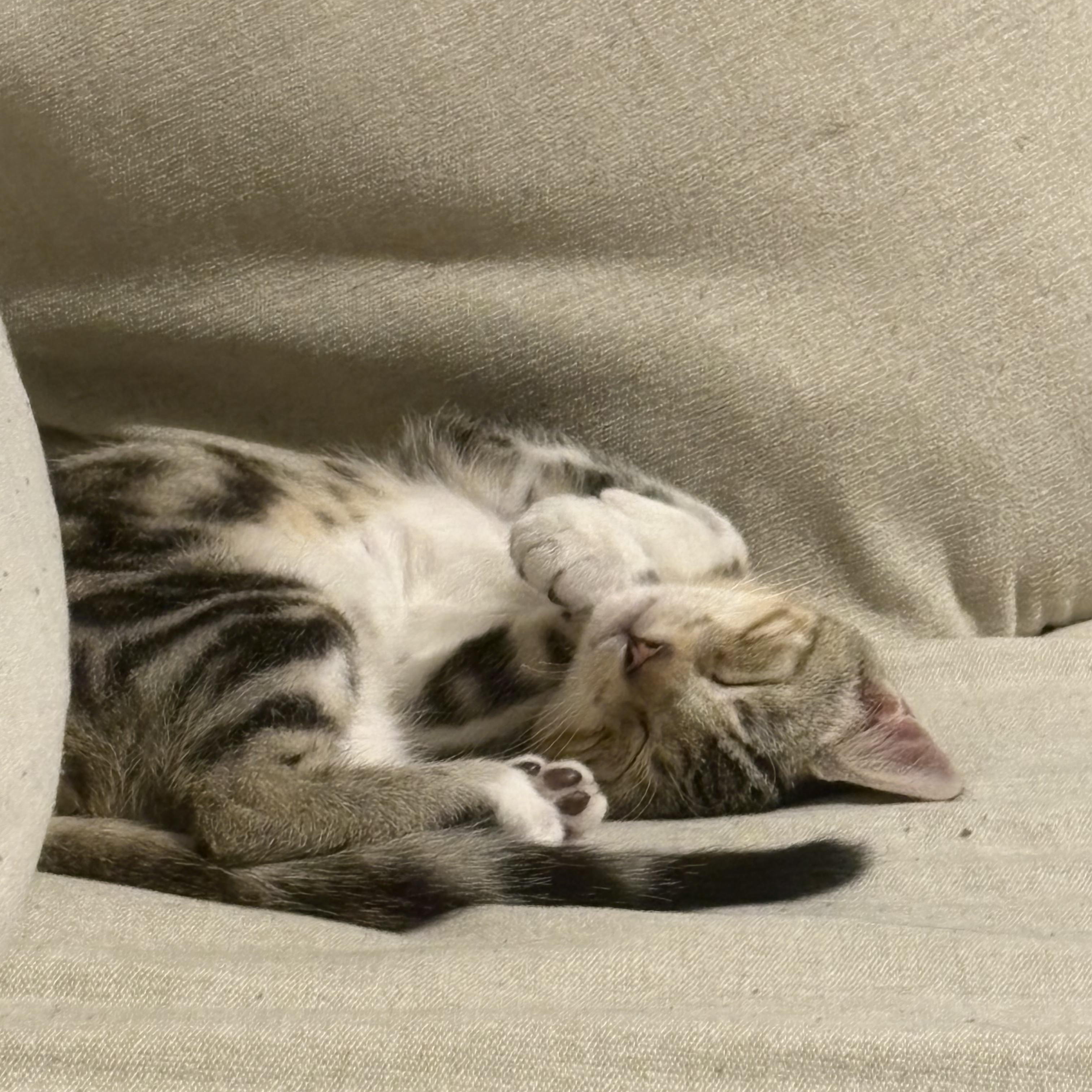 Enlarge Benni, a Adoptable mixed breed in Maitland, FL image 2/6