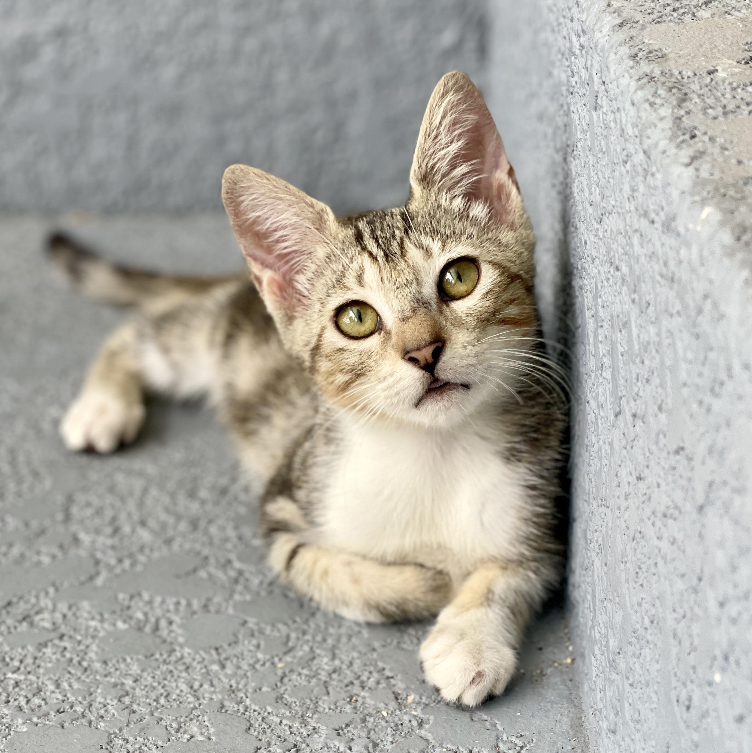Enlarge Benni, a Adoptable mixed breed in Maitland, FL image 4/6