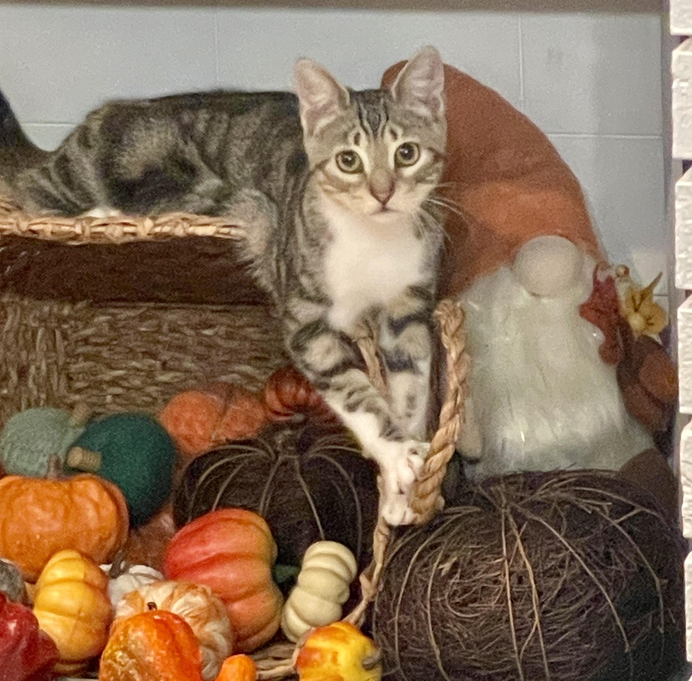 Benni, Adoptable, Young Female American Shorthair & Tiger.