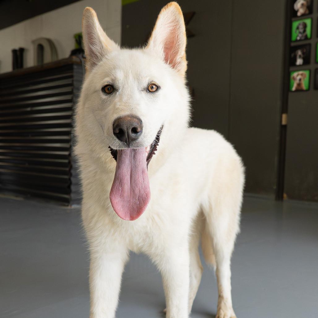 Pluto, Adoptable, Young Male Husky.