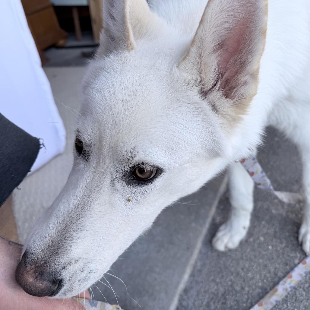 Enlarge Pluto, a Adoptable mixed breed in Tacoma, WA image 2/6
