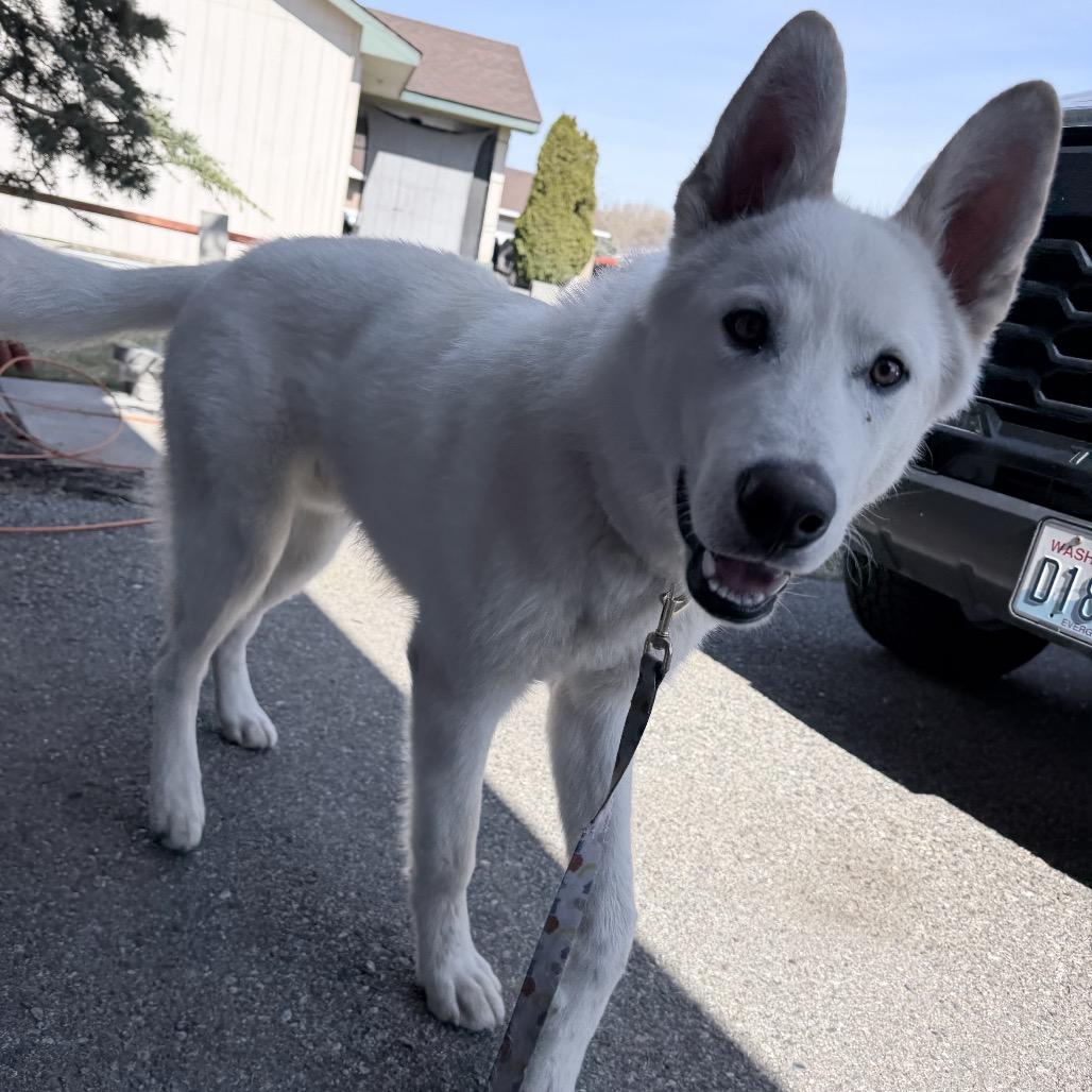 Enlarge Pluto, a Adoptable mixed breed in Tacoma, WA image 3/6
