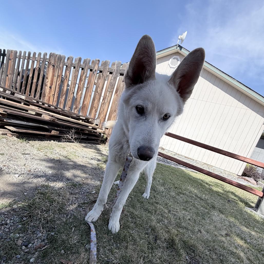 Enlarge Pluto, a Adoptable mixed breed in Tacoma, WA image 4/6