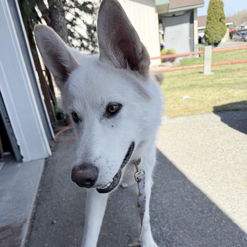 Enlarge Pluto, a Adoptable mixed breed in Tacoma, WA image 5/6