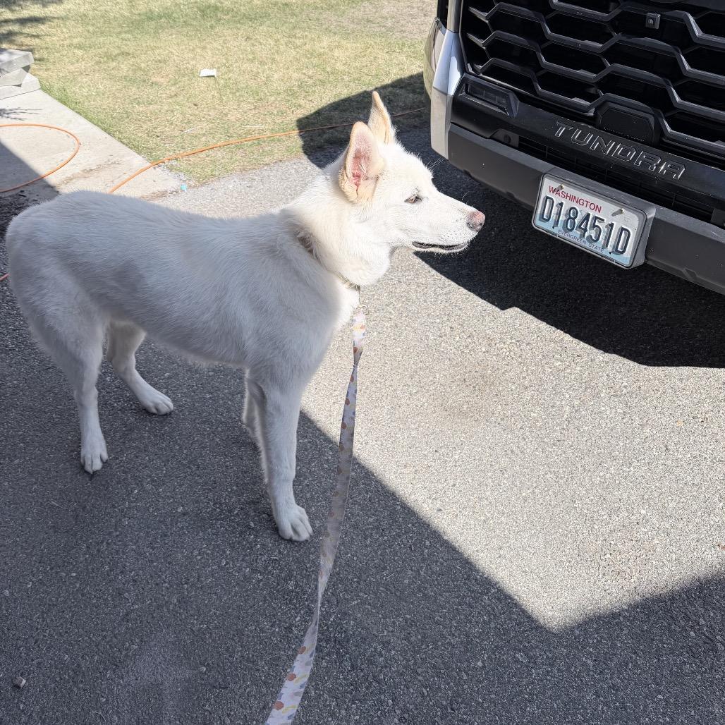 Enlarge Pluto, a Adoptable mixed breed in Tacoma, WA image 6/6