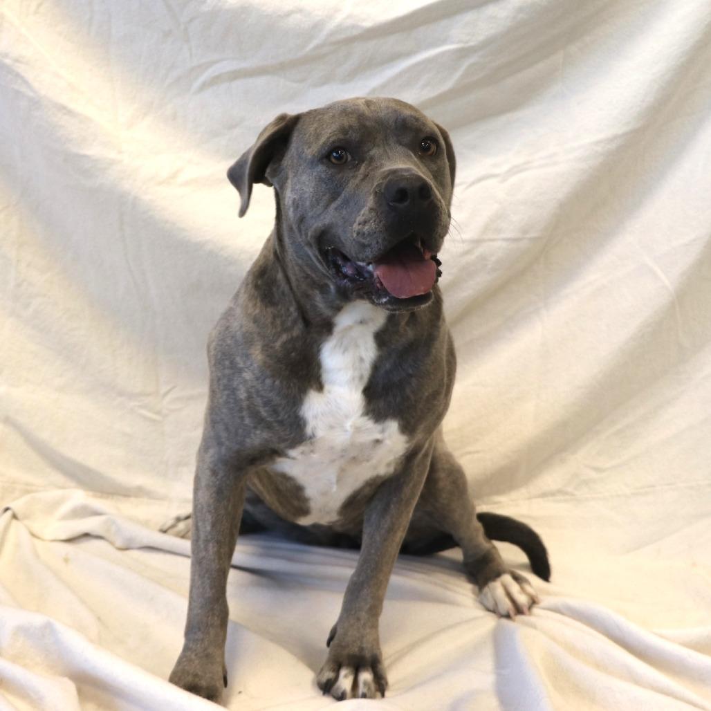 Delilah, a Adoptable mixed breed image 2/4