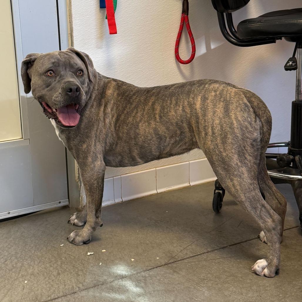 Delilah, a Adoptable mixed breed image 4/4