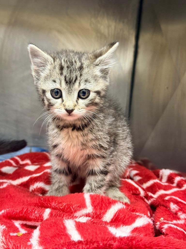 Jazabell, Adoptable, Kitten Female Domestic Short Hair.