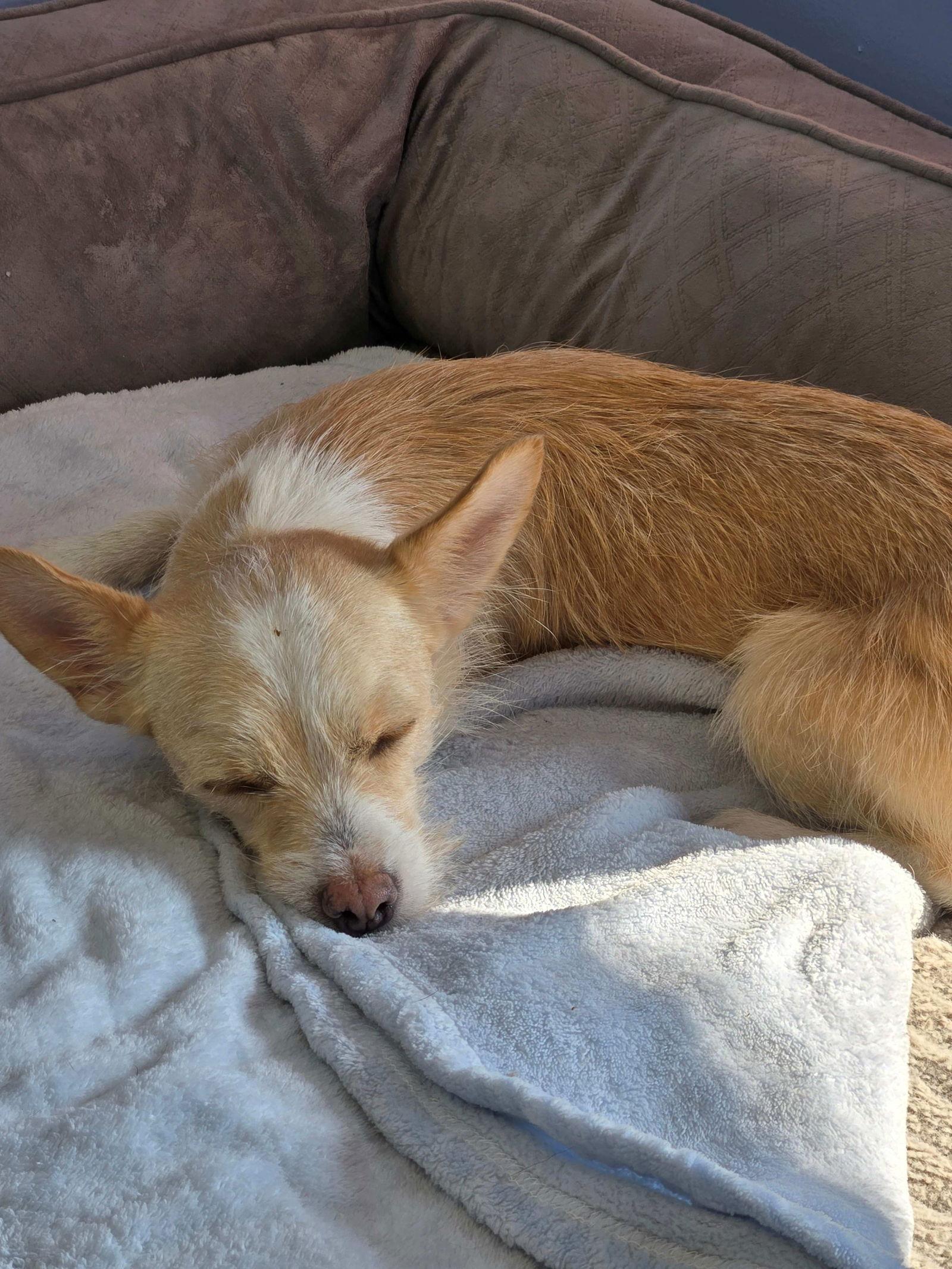 Sadie Mae, a Adopted Chihuahua in Cliffwood, NJ image 1/2