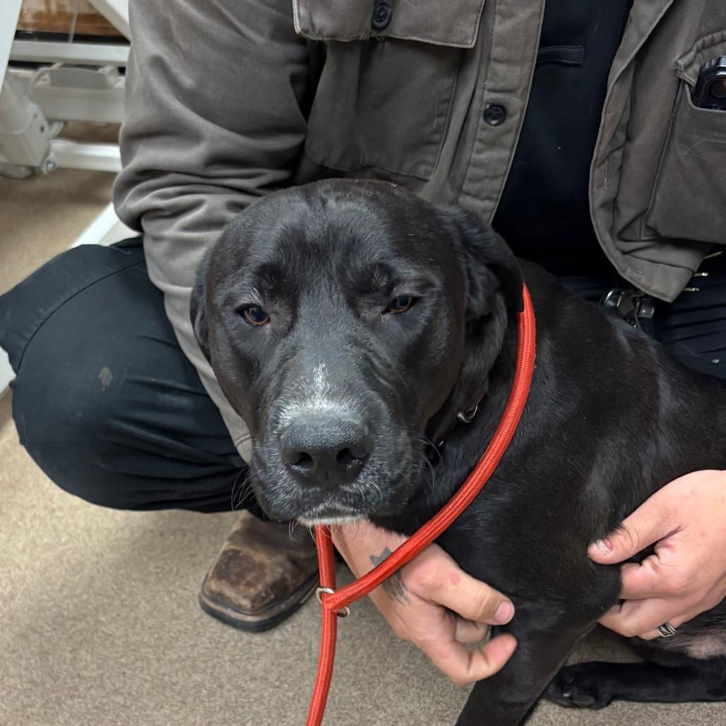Rex, Adoptable, Adult Male Black Labrador Retriever & Mixed Breed.