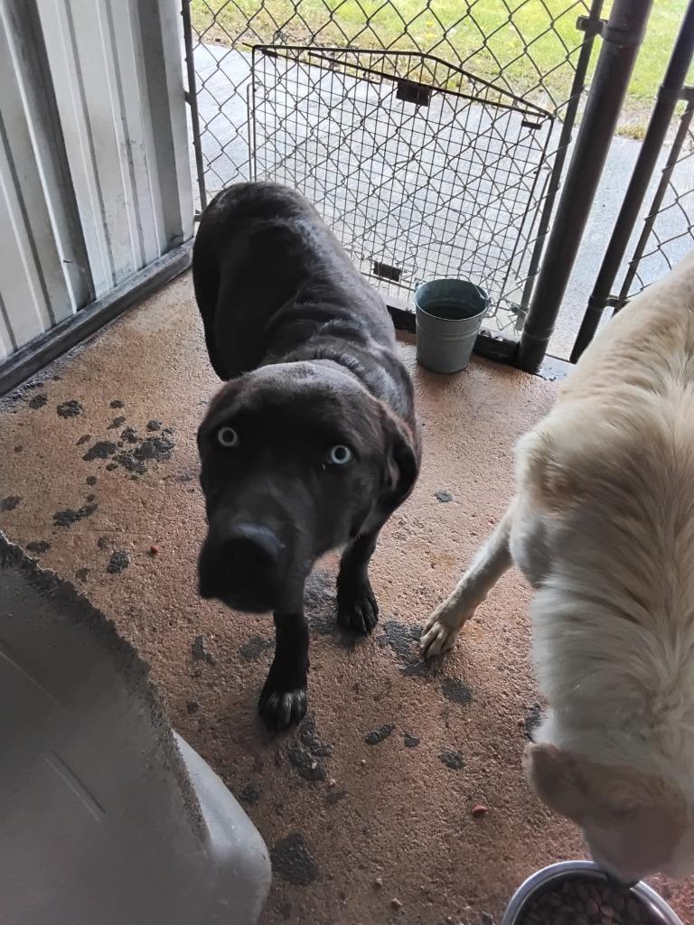 Bruh, Adoptable, Puppy Male Labrador Retriever & Pit Bull Terrier.