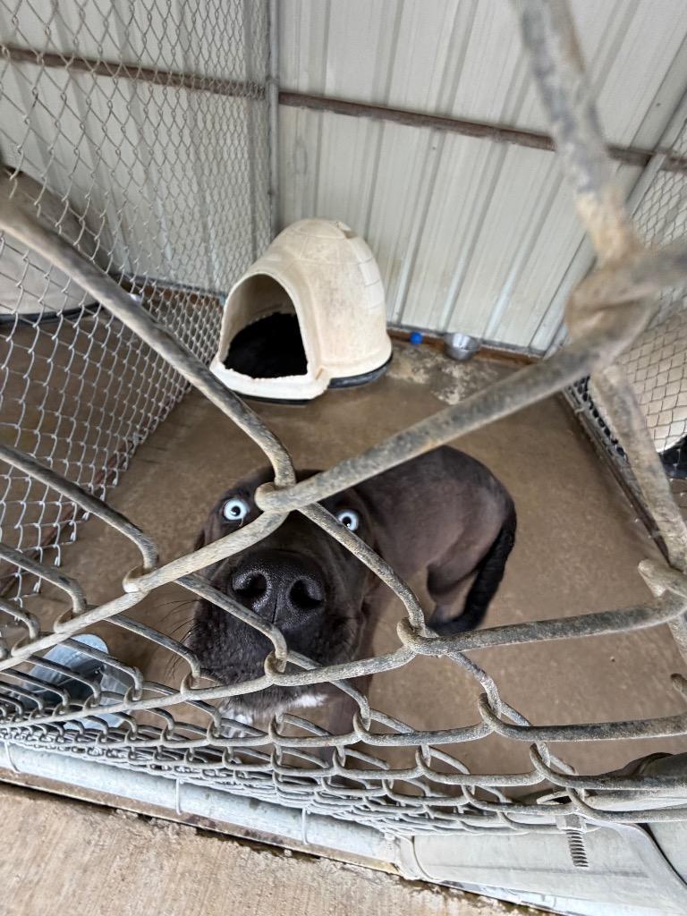 Bruh, a Adoptable mixed breed in Ada, OK image 2/4