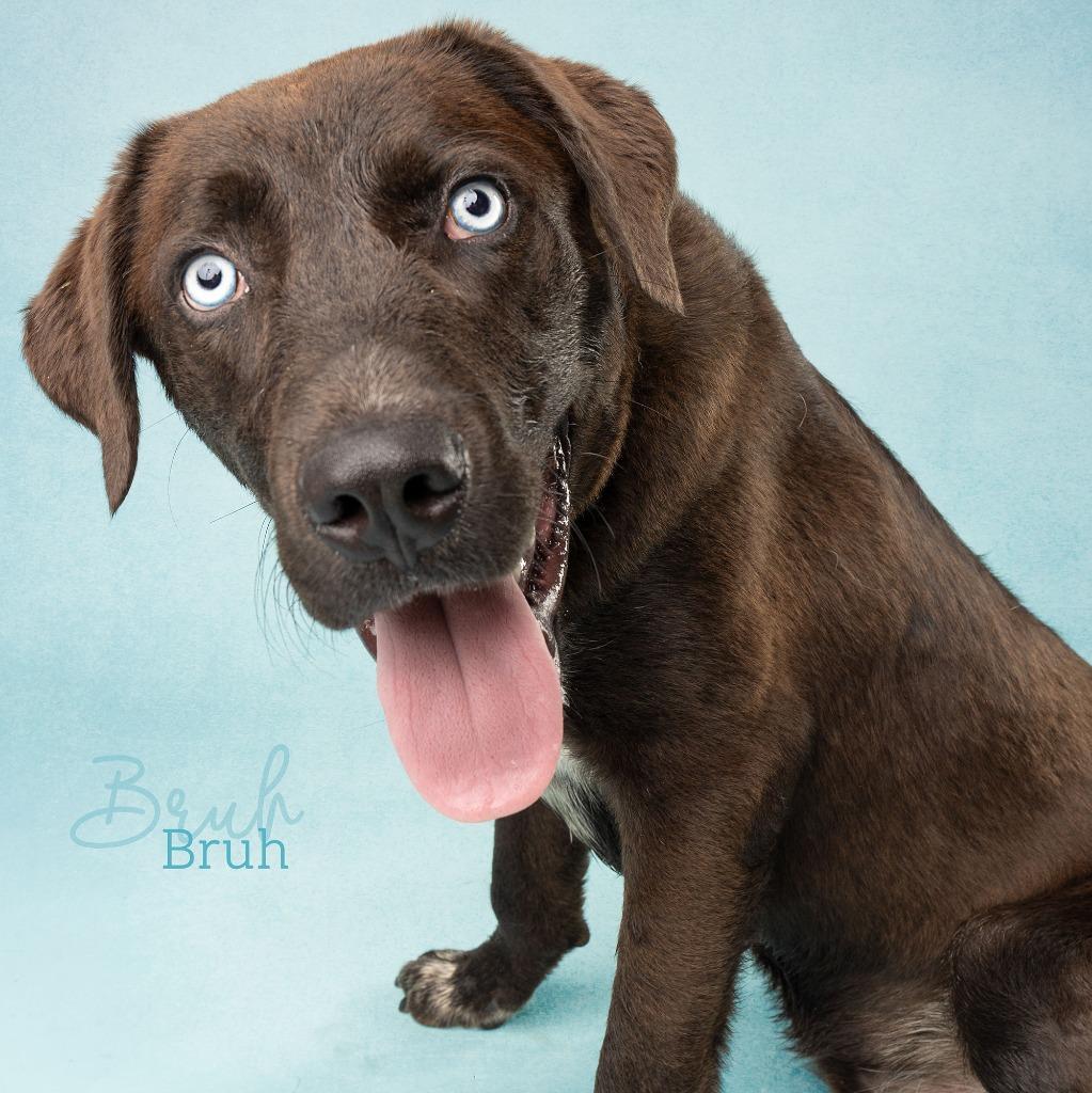 Bruh, Adoptable, Puppy Male Labrador Retriever & Pit Bull Terrier.