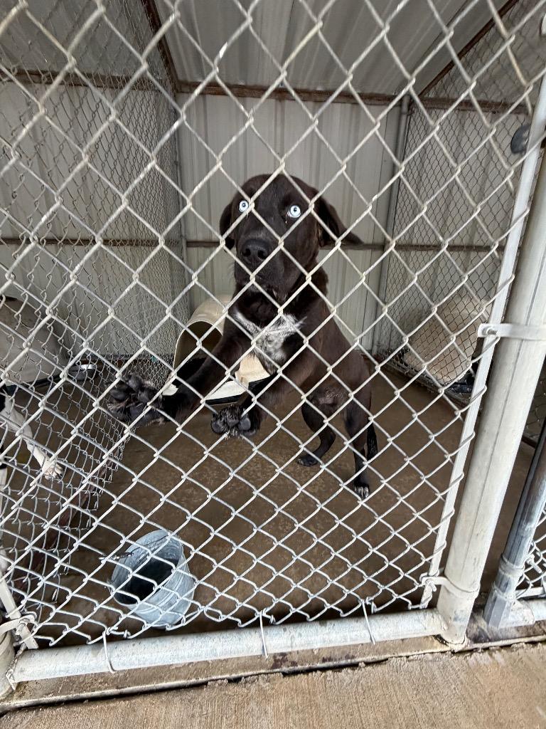 Bruh, a Adoptable mixed breed in Ada, OK image 3/4