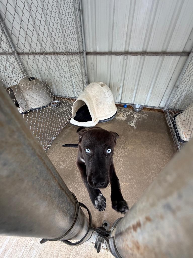 Bruh, a Adoptable mixed breed in Ada, OK image 4/4
