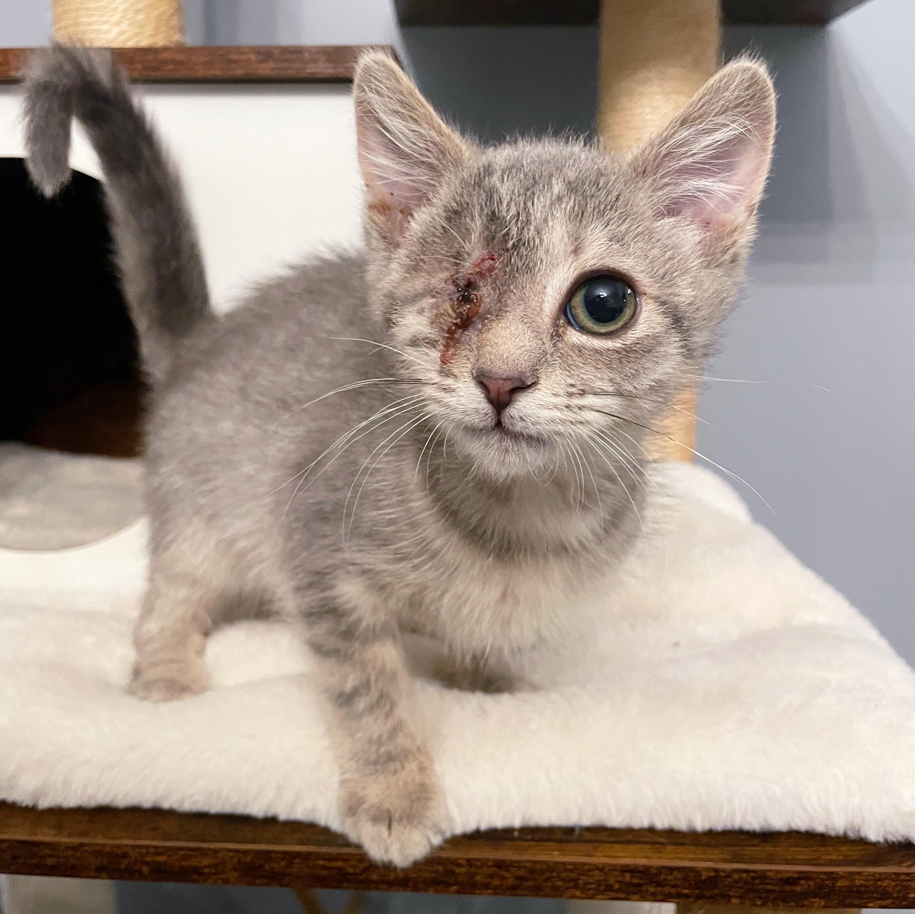 Enlarge Uno, a ADOPTABLE Domestic Short Hair in Bethel, OH image 3/3