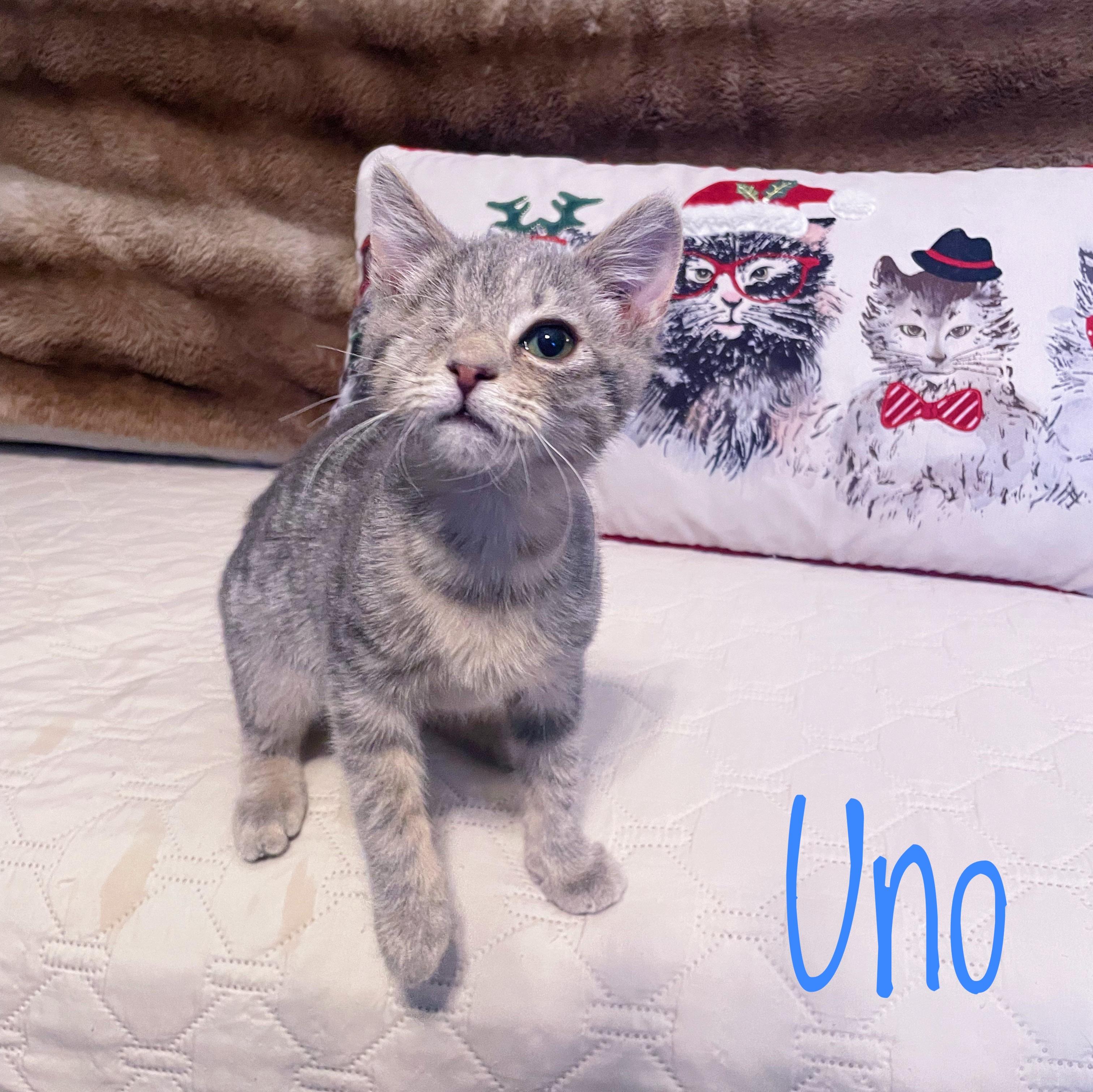 Uno, ADOPTABLE, Kitten Male Domestic Short Hair.