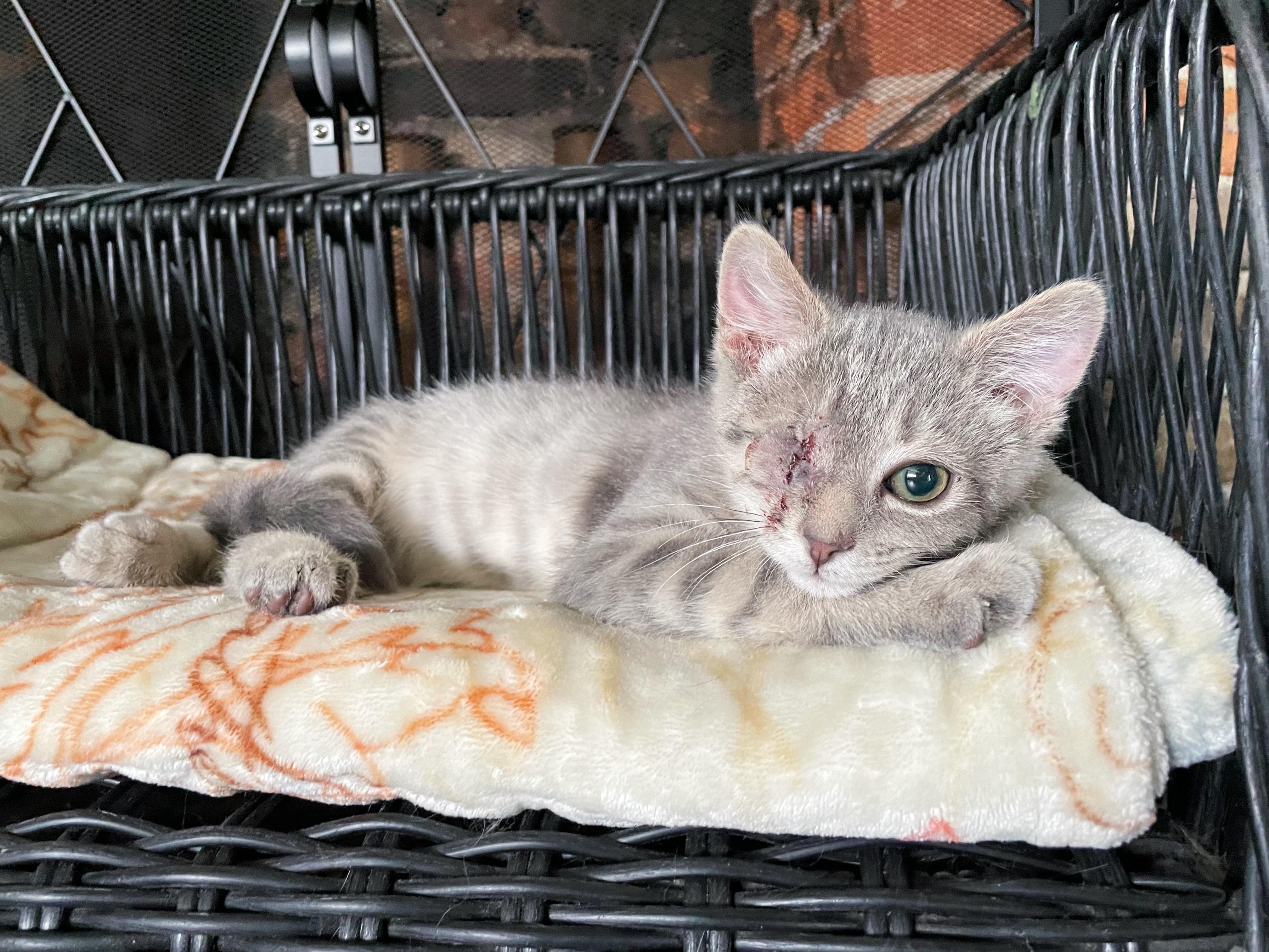 Enlarge Uno, a ADOPTABLE Domestic Short Hair in Bethel, OH image 2/3