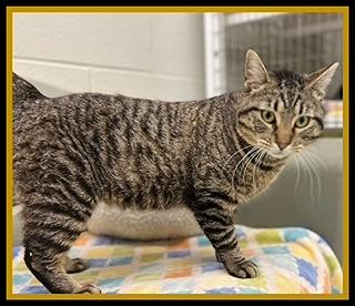 Enlarge BISCUIT MAKER, a Adoptable Domestic Short Hair in Peoria, IL image 1/1