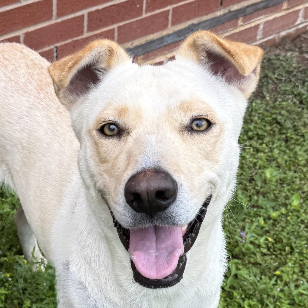 Puddin, Adoptable, Puppy Female Labrador Retriever & Mixed Breed.