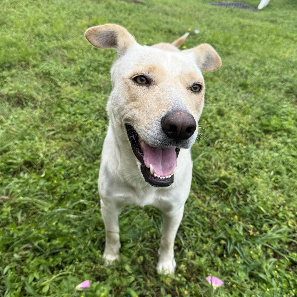 Enlarge Puddin, a Adoptable mixed breed in Brenham, TX image 2/6