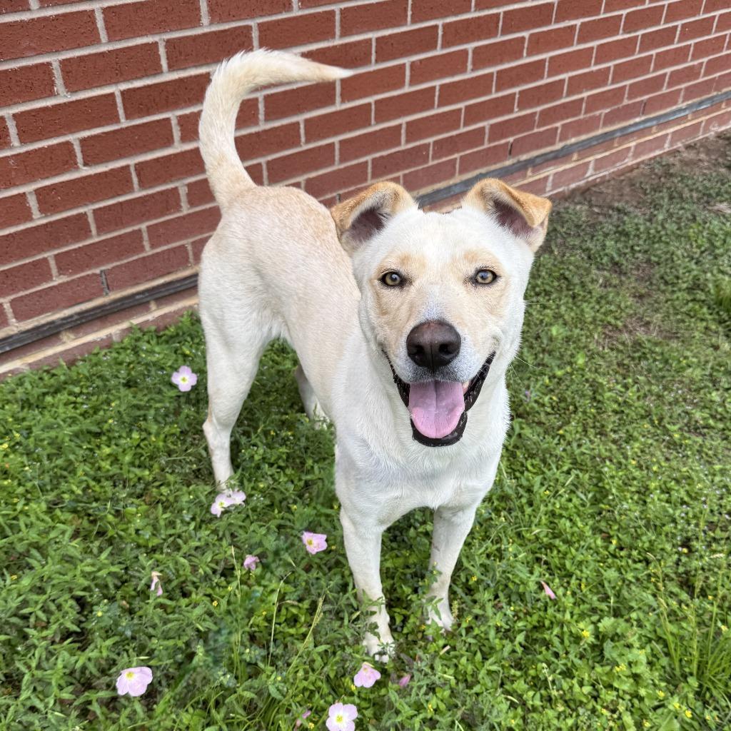 Enlarge Puddin, a Adoptable mixed breed in Brenham, TX image 3/6