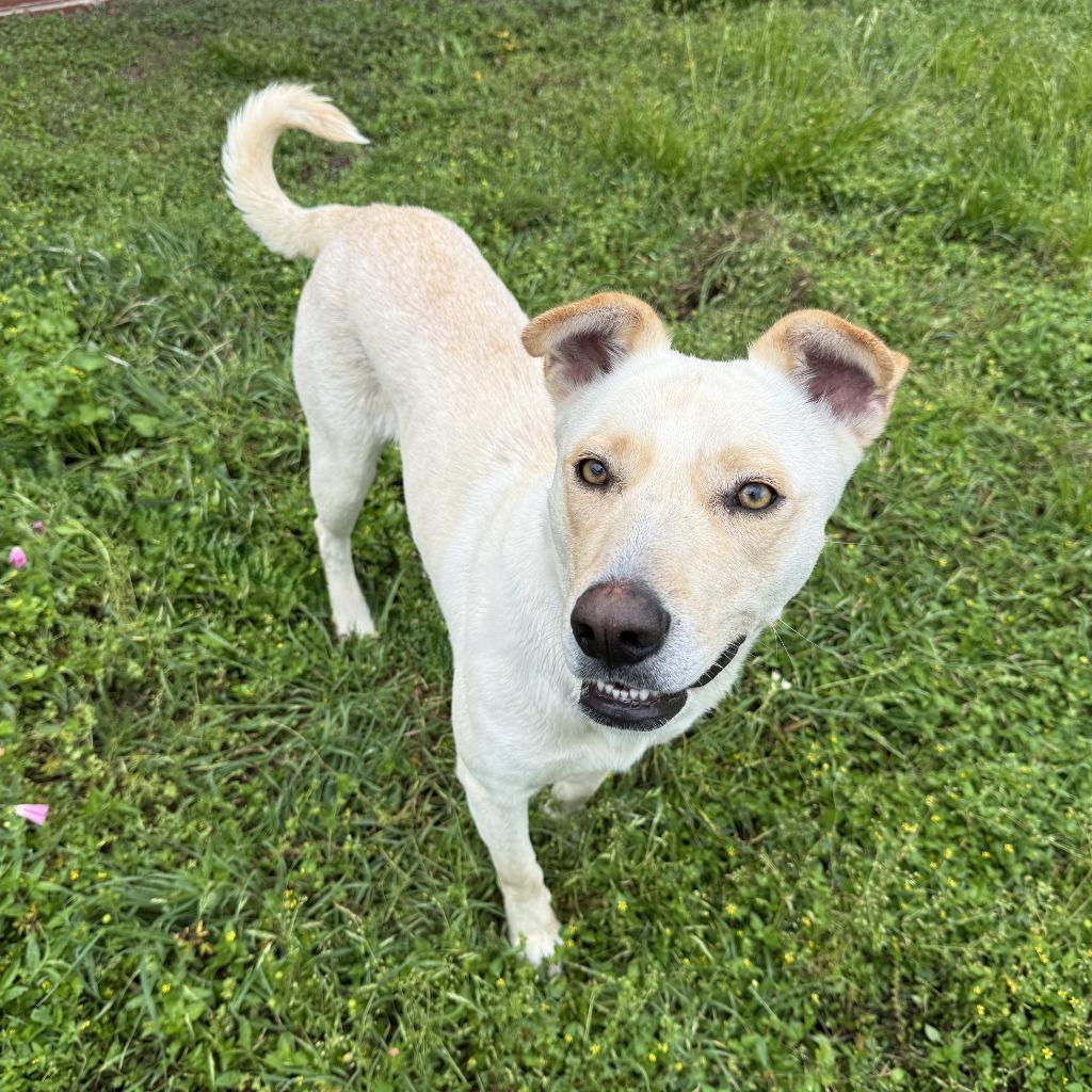 Enlarge Puddin, a Adoptable mixed breed in Brenham, TX image 4/6