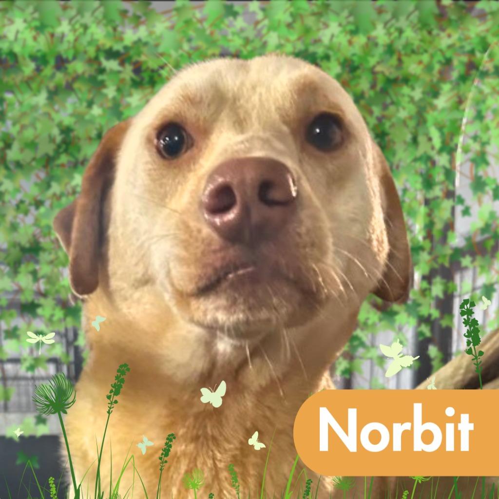 Norbit, a Adoptable Labrador Retriever in Lawrenceburg, TN image 1/4
