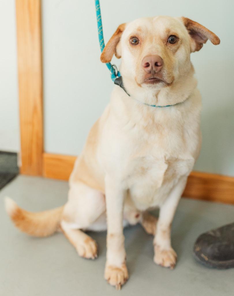 Norbit, Adoptable, Adult Male Labrador Retriever.