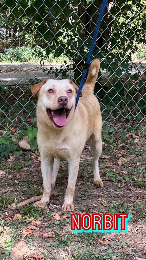Enlarge Norbit, a Adoptable Labrador Retriever in Lawrenceburg, TN image 2/4