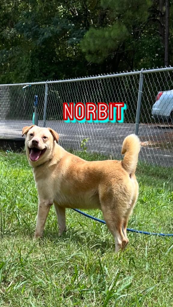 Enlarge Norbit, a Adoptable Labrador Retriever in Lawrenceburg, TN image 3/4