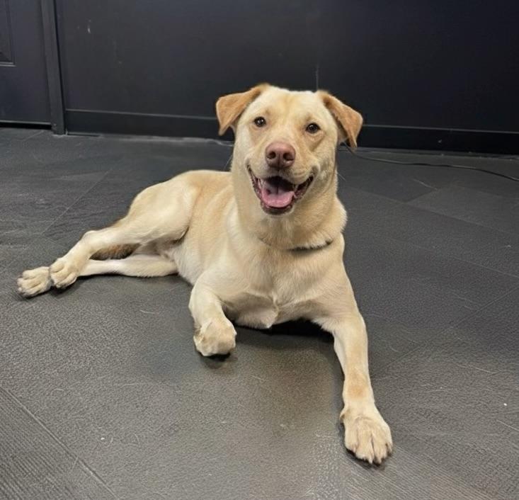 Norbit, a Adoptable Labrador Retriever in Lawrenceburg, TN image 2/4