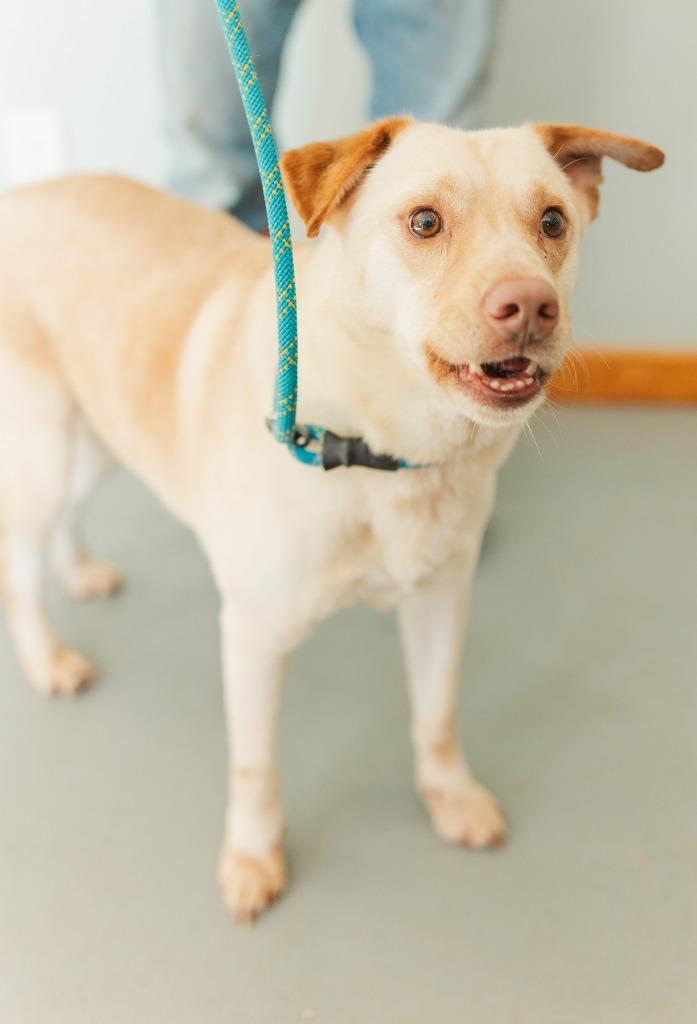 Norbit, a Adoptable Labrador Retriever in Lawrenceburg, TN image 6/6