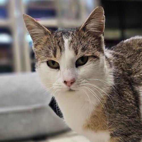 Tater 5657C, Adoptable, Adult Male Domestic Short Hair.