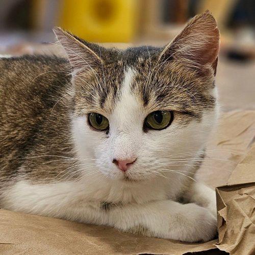 Tater 5657C, a Adoptable Domestic Short Hair in Frankfort, KY image 2/5