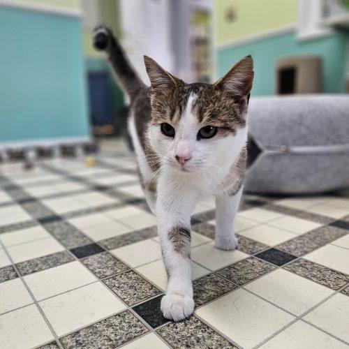 Enlarge Tater 5657C, a Adoptable Domestic Short Hair in Frankfort, KY image 2/5