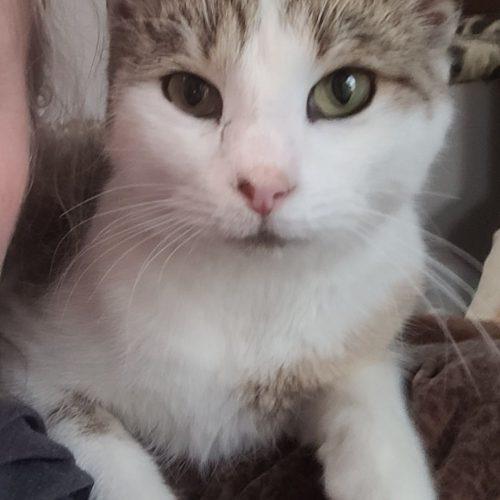 Enlarge Tater 5657C, a Adoptable Domestic Short Hair in Frankfort, KY image 3/5